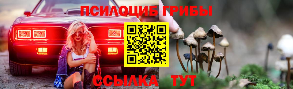 Псилоцибиновые грибы Psilocybe Сосновоборск